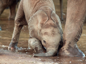 Érase una vez en Tsavo: Época de abundancia