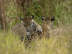 Nacido para ser salvaje: Frida, la cachorra de jaguar