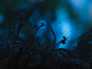 Imagen de El reino de las hormigas - 1