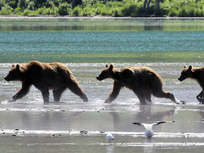 Tierra de osos