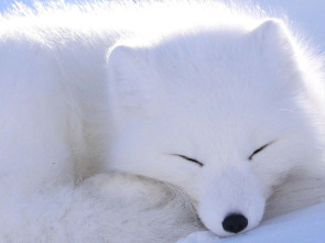 Imagen de El oasis del artico - 1