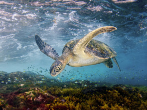 El Mediterráneo, la...: La odisea por una nueva vida