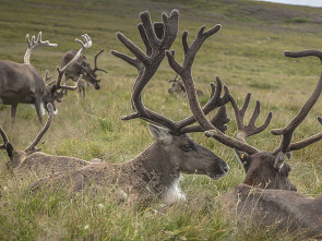 Imagen de El regalo de los glaciares. Como las edades de hielo - 1