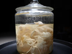 Imagen de El hombre que robó el cerebro de Einstein - 1