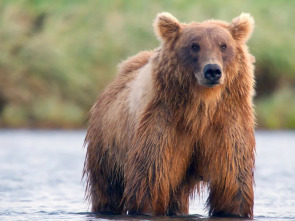 Imagen de Los osos gigantes de Alaska - 1