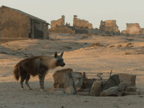 Las hienas pardas de Makgadikgadi