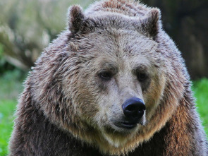 Imagen de Italia. El último territorio salvaje  - 1