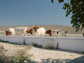 Las rutas D'Ambrosio (T9): Los Pedroches: la mayor dehesa del mundo