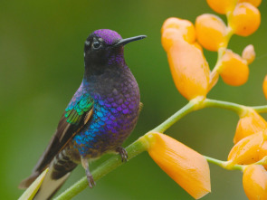 Imagen de Ecuador en la cima de la biodiversidad  - 1