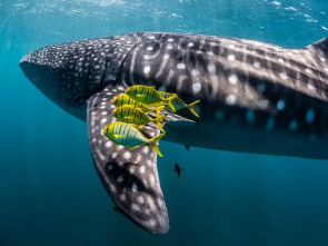 Imagen de Ningaloo. La maravilla...: Conexiones - 1