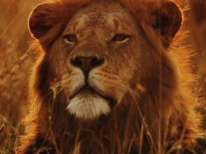 Leones, el superpoder de África