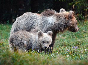 Imagen de Eslovènia salvatge - 1