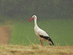 Tormentas, la vida de los animales bajo un clima salvaje