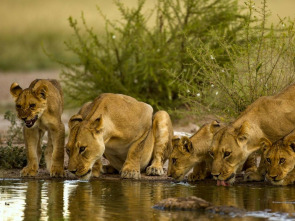 Imagen de Pambara: Pambara (I) - 1