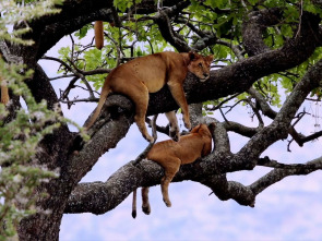 La vida en el reino...: Los grandes felinos