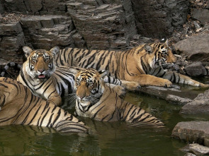 Imagen de Panteras: Puma. En Las Montañas Del Puma - 1