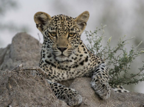 Imagen de El joc de trons dels...: La reina ha mort - 1