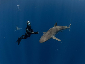 Imagen de Tiburones de cerca - 1