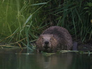 Imagen de Castor, un superhéroe de la naturaleza - 1