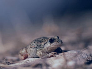 Imagen de El escarabajo verde: Relato de una crisis - 1