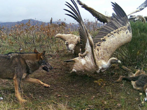 Imagen de Territorio salvaje: El territorio del águila imperial - 1