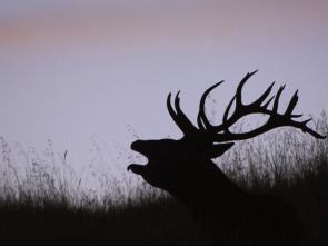 Imagen de Jara y sedal (T25/26): El rey del estrecho - 1