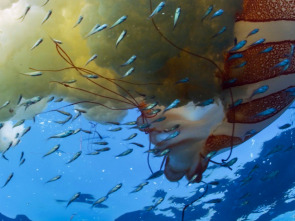 Imagen de El mundo de los oceanos: La vida en el arrecife - 1