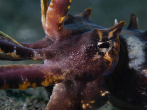 Imagen de Los cuatro reyes, el santuario del mar de Halmahera - 1