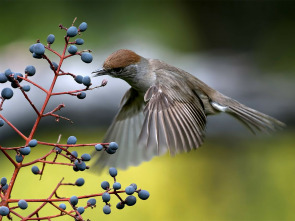 Imagen de Belleza y seducción en la naturaleza  - 1