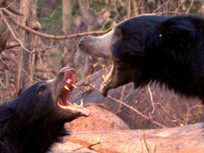 Imagen de Oso perezoso, el nacimiento de un príncipe - 1