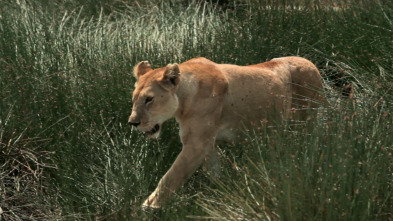 Imagen de Guerras felinas: leones contra guepardos - 13
