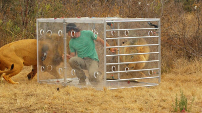 Encerrado entre leones