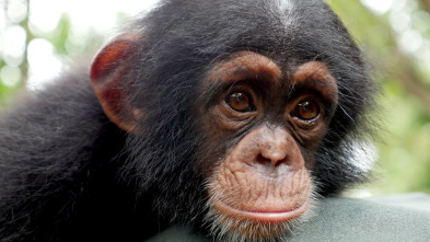 Imagen de Escuela de chimpancés - 4