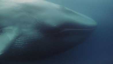 Imagen de Gigantes de las profundidades - 4