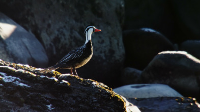 Imagen de Wild Chile: La vida sin agua - 10