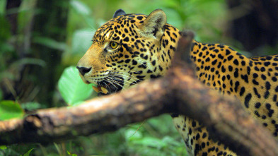 Imagen de Jaguar: icono de la jungla de Guyana - 8