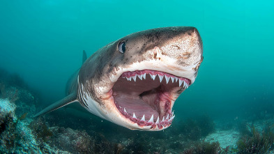 Imagen de Misterios de los tiburones - 8