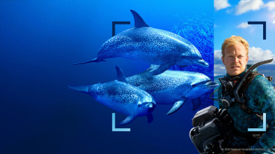 Imagen de Delfines en primer plano con Bertie Gregory - 8