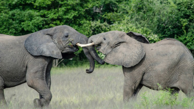Imagen de Los titanes de los ríos africanos - 3
