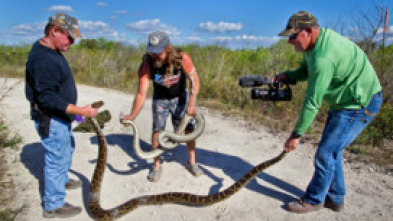 Imagen de Caza a la pitón birmana - 10