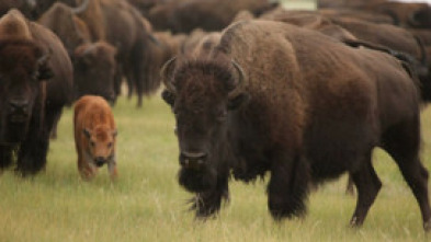 Imagen de Superdepredadores de América - 12