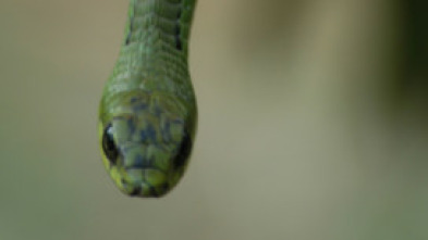 Imagen de El mundo secreto de las serpientes  - 10