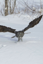 Imagen de Misisipi salvaje  - 2