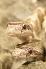 Imagen de Caza a la pitón birmana - 7