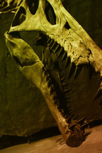 Imagen de Más grande que el T. Rex - 11