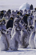 Imagen de Planeta hostil: Polos - 4