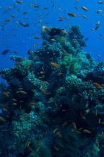 Imagen de Maravillas del océano: Islas de vida - 9