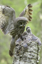 Imagen de Wild Laponia - 10