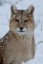 Imagen de Las maravillas ocultas del invierno  - 3