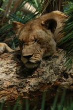 Imagen de Malika: la reina leona: Vigilando la manada - 8
